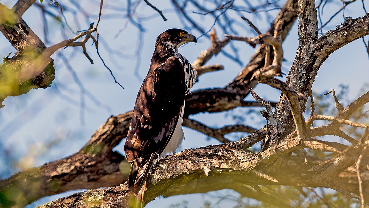 African Hawk-Eagle [Aquila spilogaster]