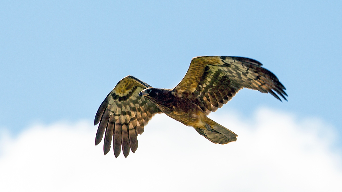 African Harrier-Hawk [Polyboroides typus typus]
