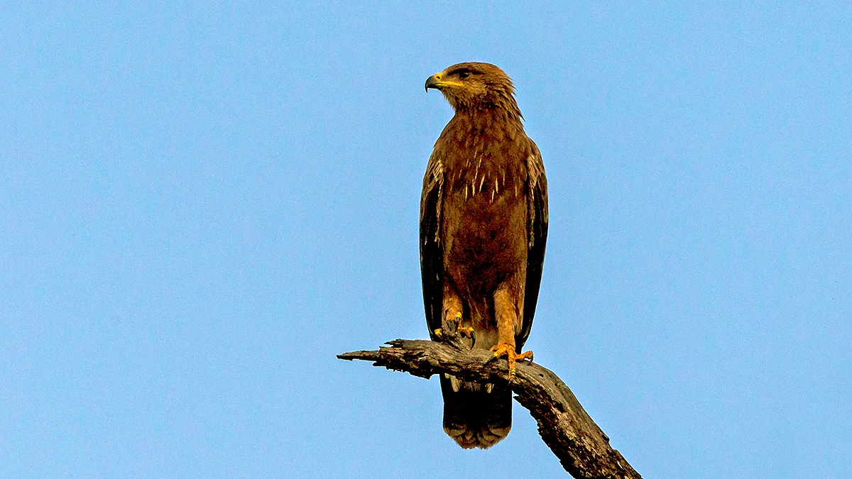 Lesser Spotted Eagle [Clanga pomarina?]
