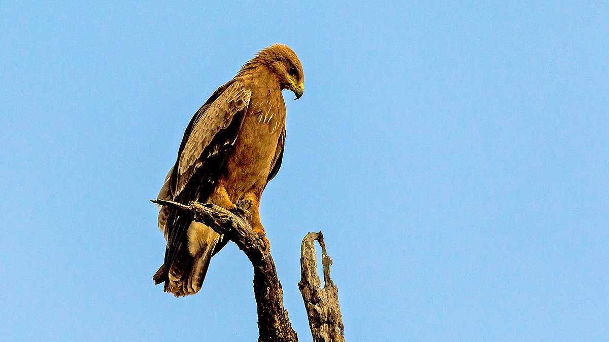 Lesser Spotted Eagle [Clanga pomarina?]