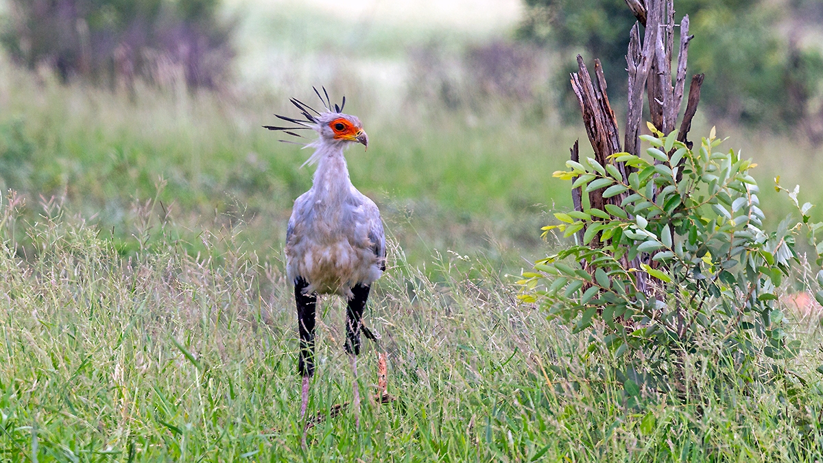 Secretarybird [Sagittarius serpentarius]