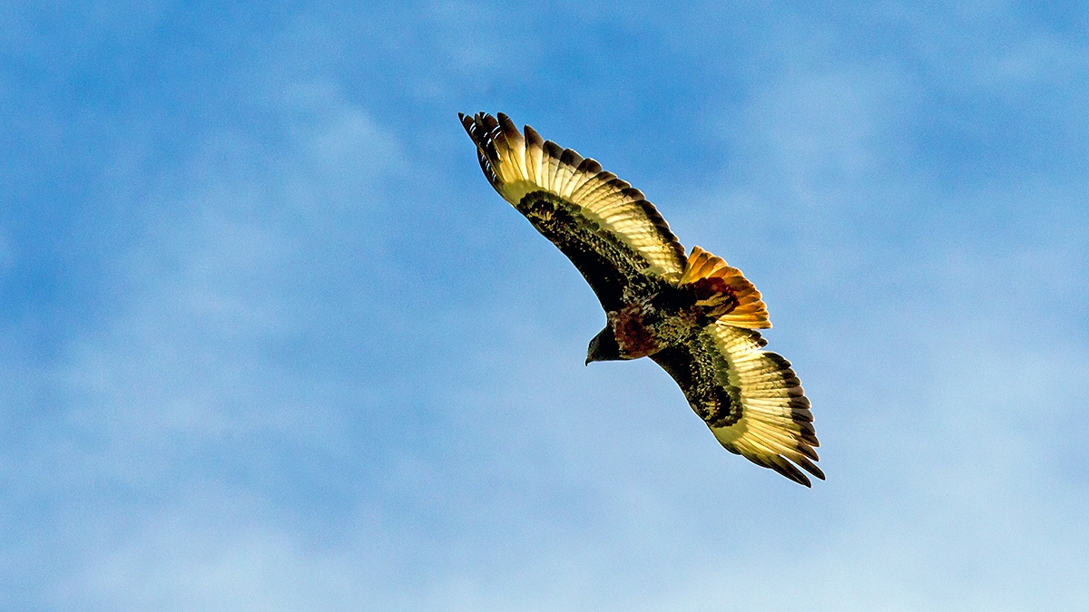 Jackal Buzzard [Buteo rufofuscus]