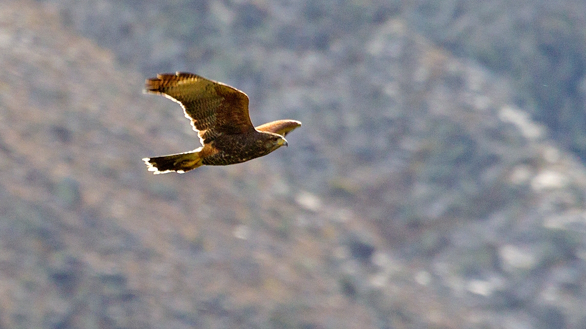 Harris's Hawk [Parabuteo unicinctus unicinctus]