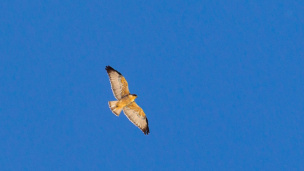 Variable Hawk [Geranoaetus polyosoma polyosoma]