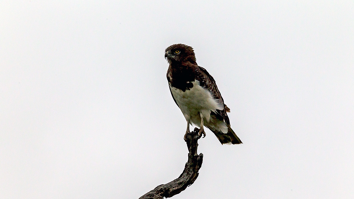 Black-chested Snake Eagle [Circaetus pectoralis]