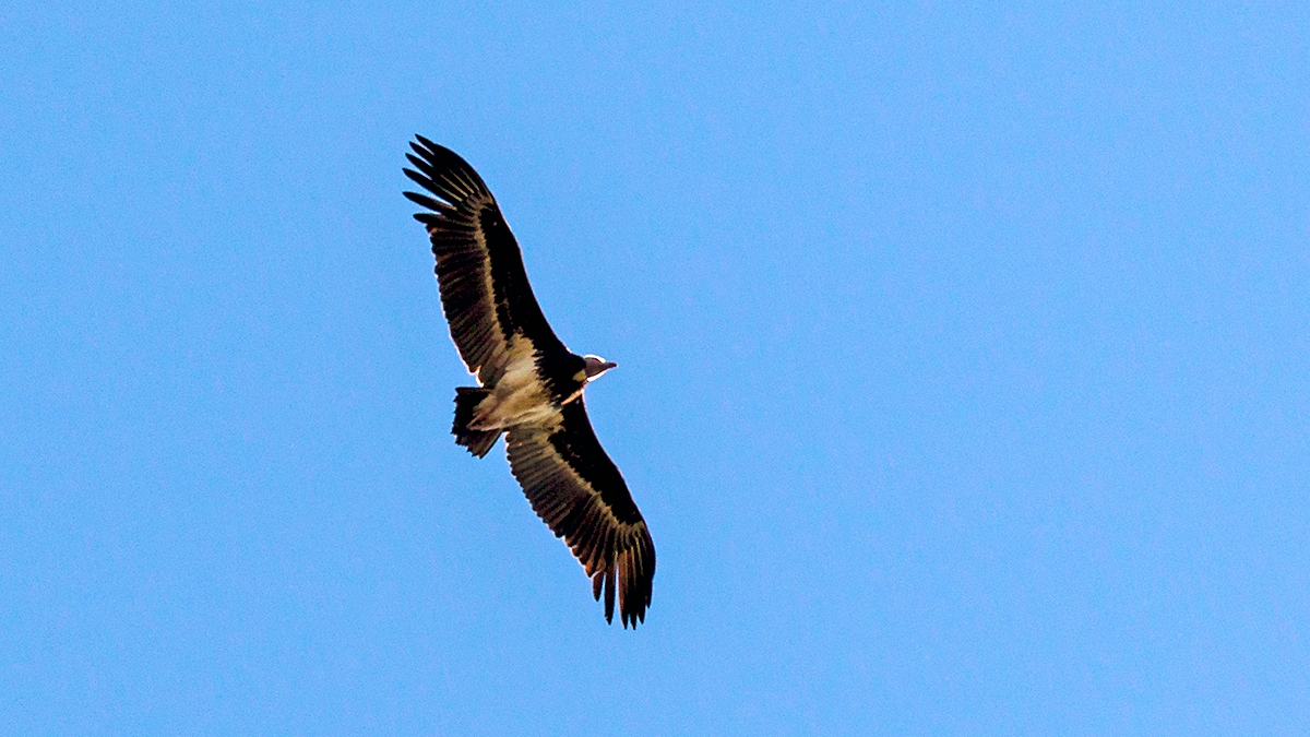 White-headed Vulture [Trigonoceps occipitalis]