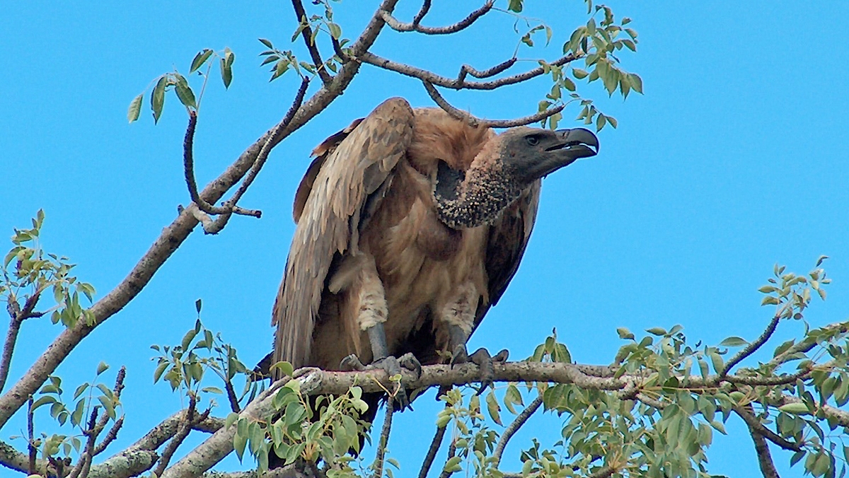 White-backed Vulture [Gyps africanus]