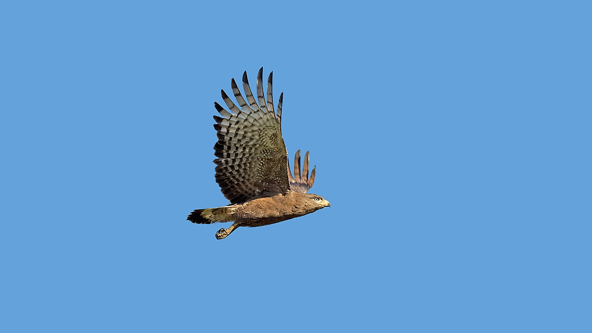 Western Banded Snake Eagle [Circaetus cinerascens]