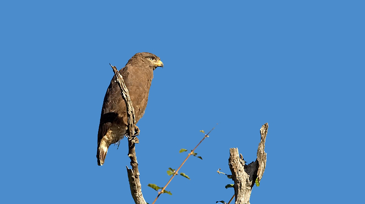 Western Banded Snake Eagle [Circaetus cinerascens]