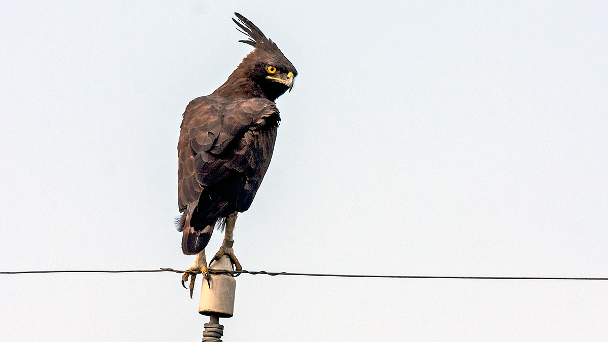 Long-crested Eagle [Lophaetus occipitalis]