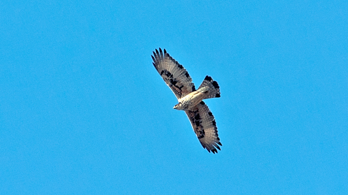 African Hawk-Eagle [Aquila spilogaster]