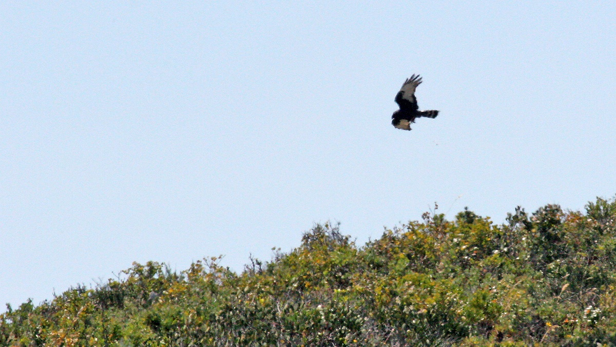 Black Harrier [Circus maurus ]