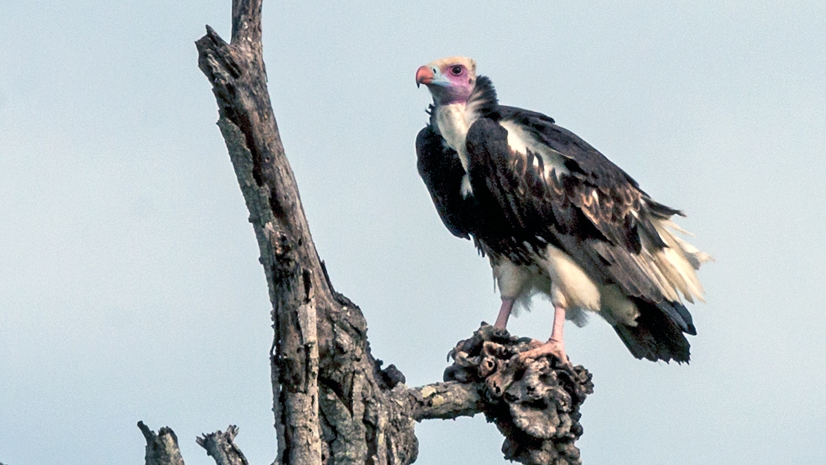 White-headed Vulture [Trigonoceps occipitalis]