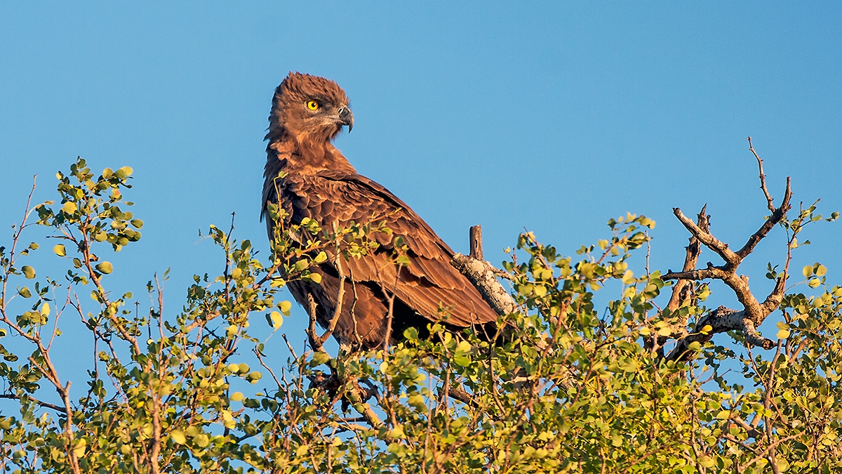 Brown Snake Eagle [Circaetus cinereus]