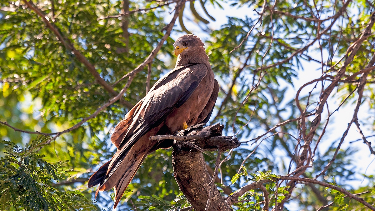 Yellow-billed Kite [Milvus aegyptius parasitus]