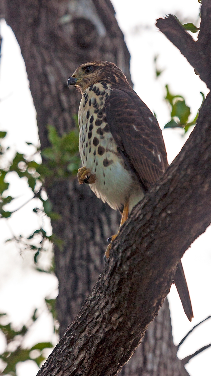 African Goshawk [Aerospiza tachiro tachiro]
