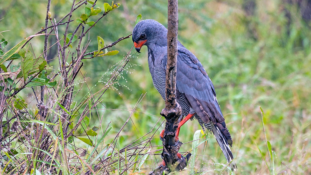Dark Chanting Goshawk [Melierax metabates mechowi]
