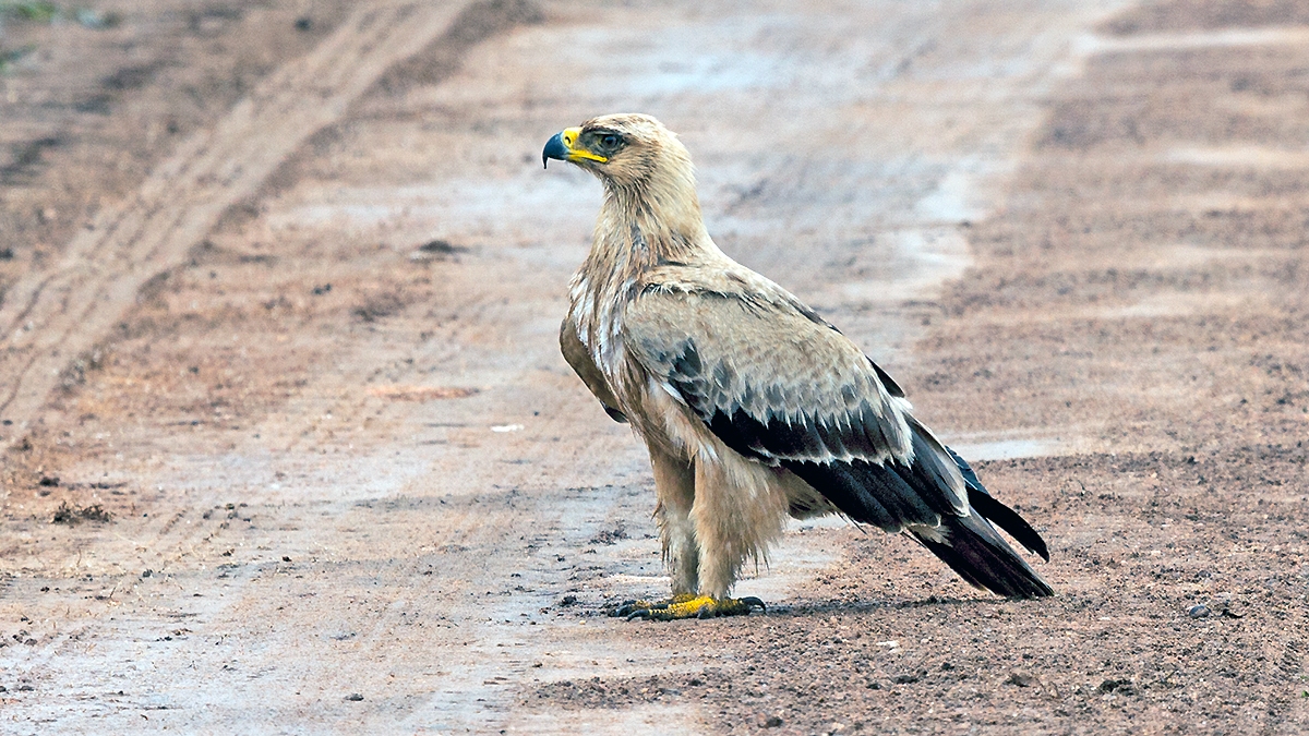 Tawny Eagle [Aquila rapax rapax]