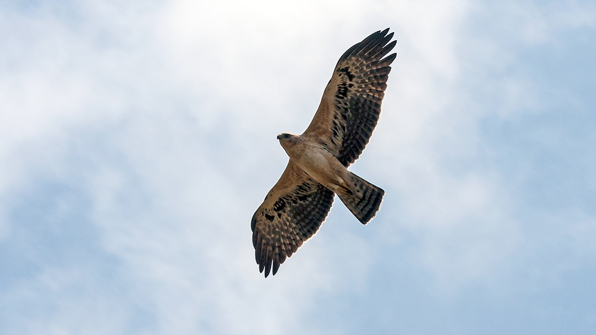 Ayres's Hawk-Eagle [Hieraaetus ayresii]