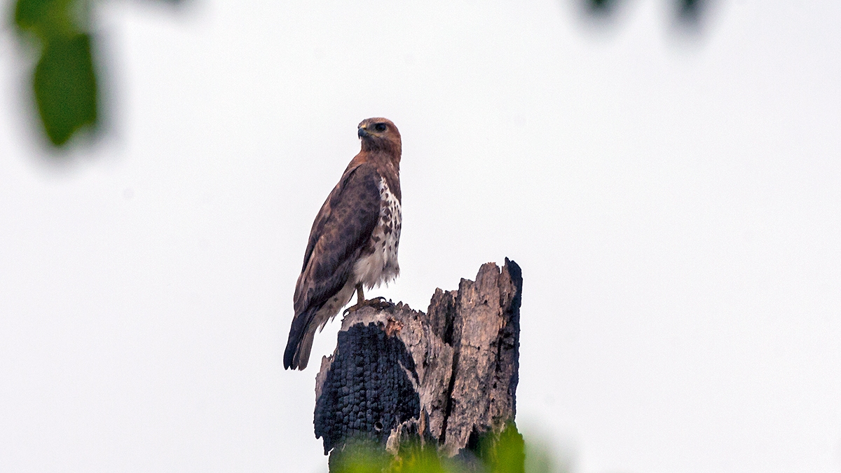 Red-necked Buzzard [Buteo auguralis]