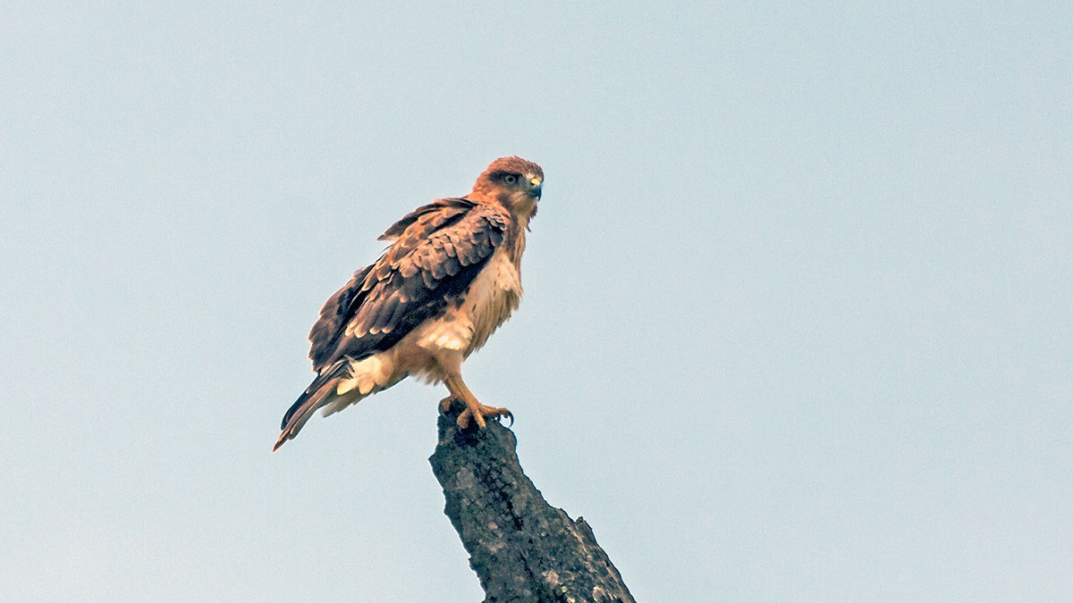 Red-necked Buzzard [Buteo auguralis]