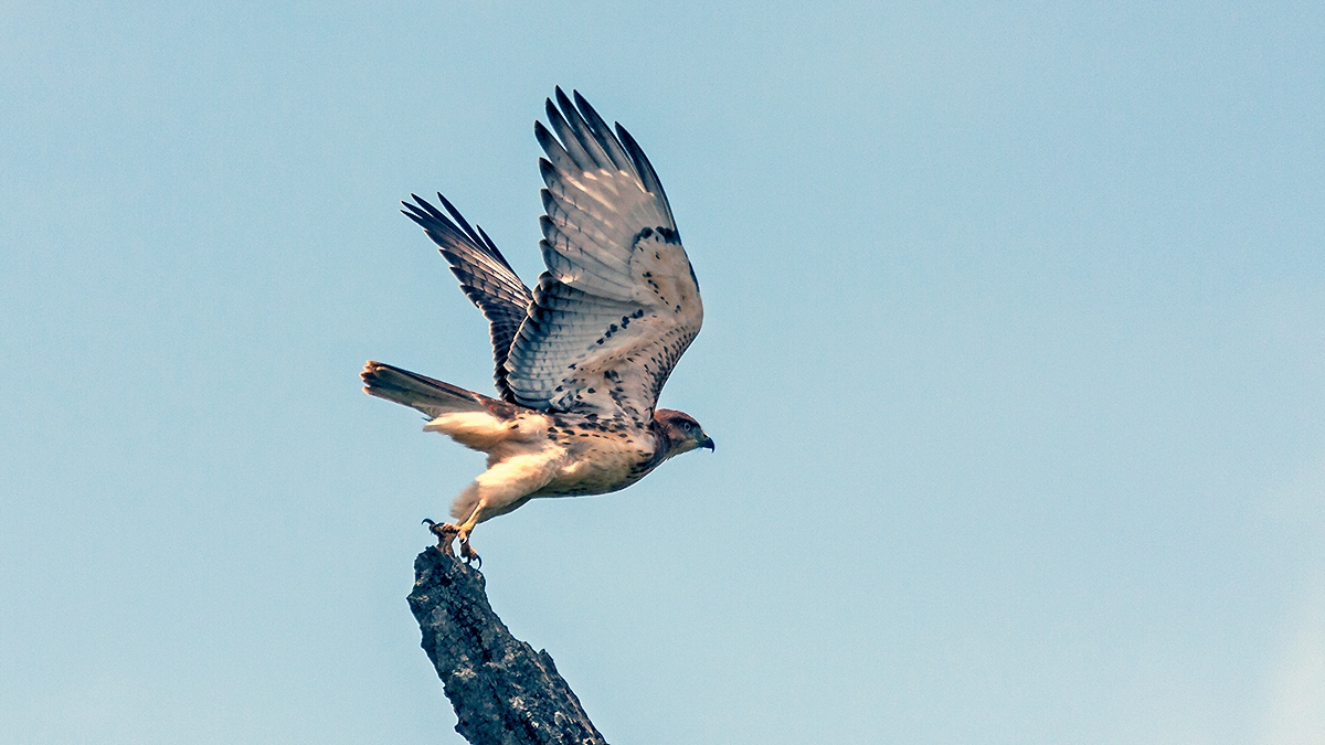 Red-necked Buzzard [Buteo auguralis]