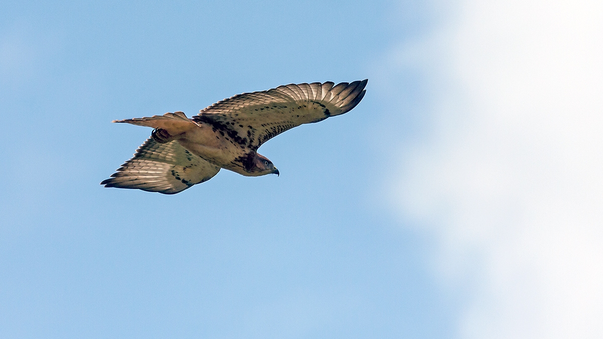 Red-necked Buzzard [Buteo auguralis]