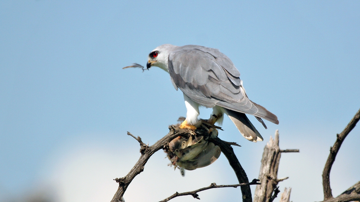 Black-winged Kite [Elanus caeruleus caeruleus]