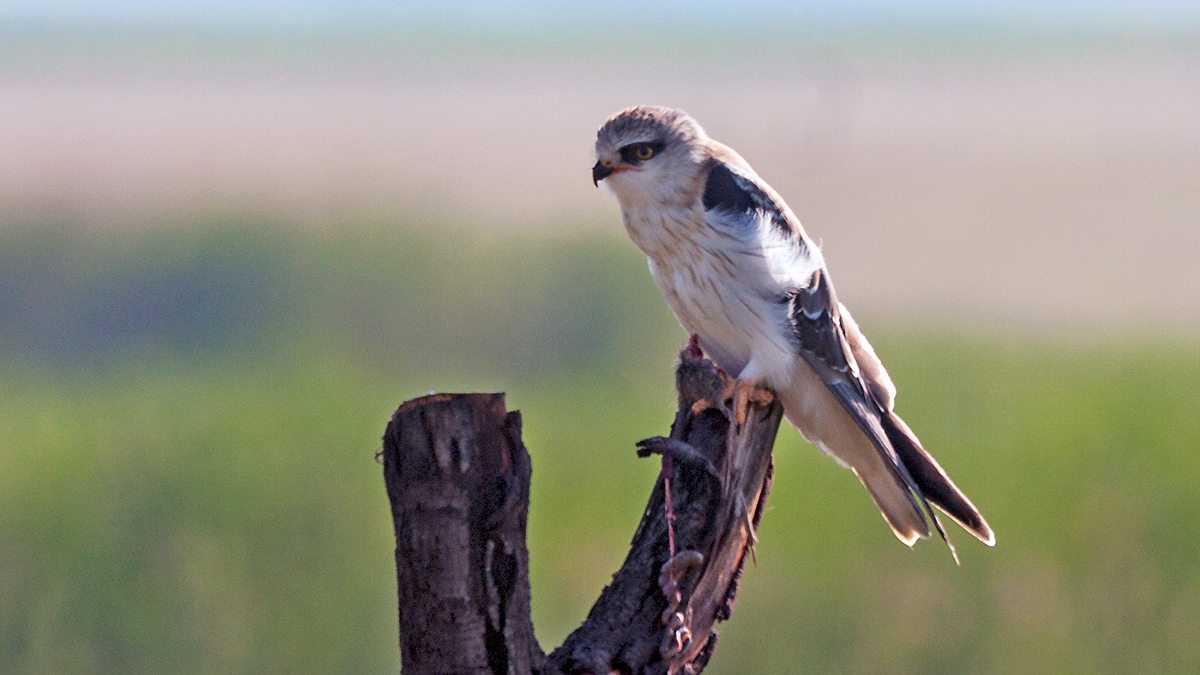 Black-winged Kite [Elanus caeruleus caeruleus]