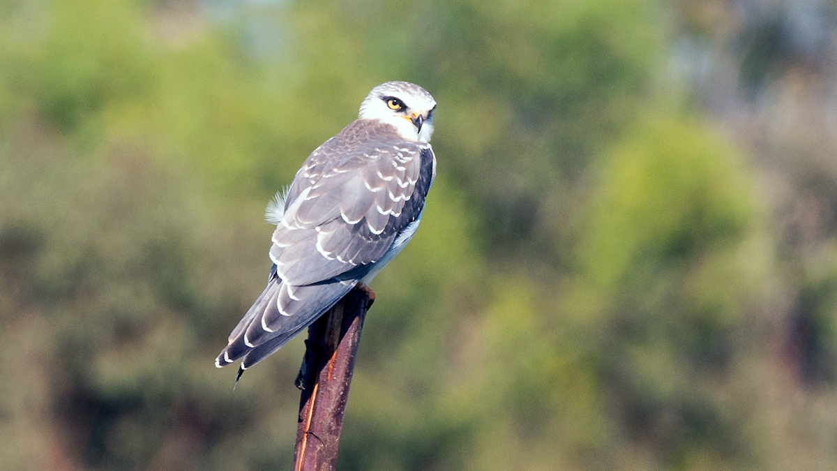Black-winged Kite [Elanus caeruleus caeruleus]