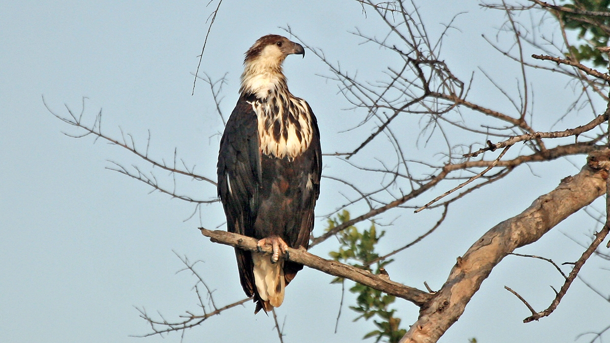 African Fish Eagle [Icthyophaga vocifer]