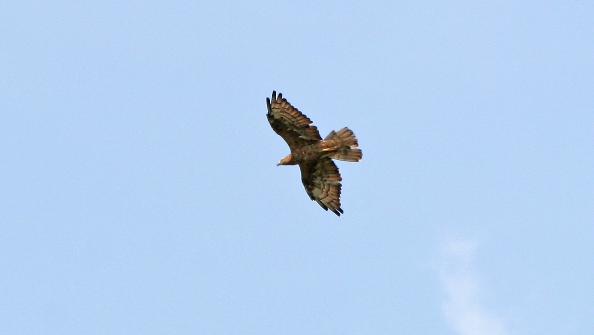 European Honey Buzzard [Pernis apivorus]