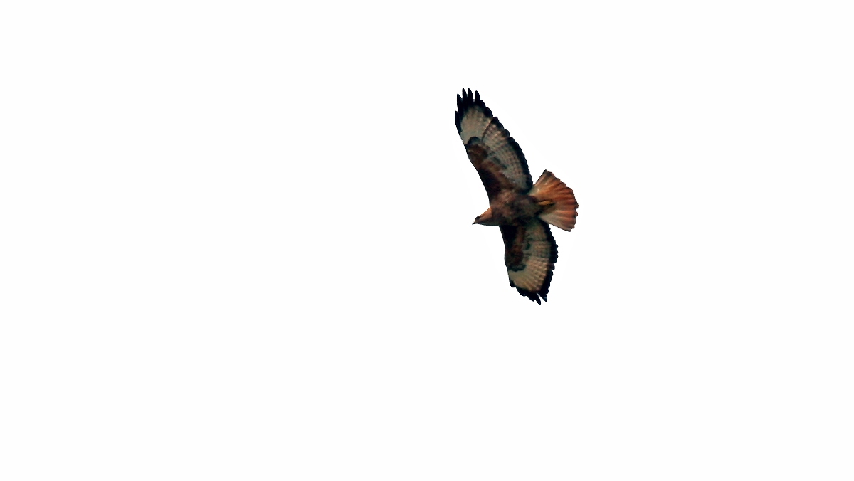 Common Buzzard [Buteo buteo vulpinus]