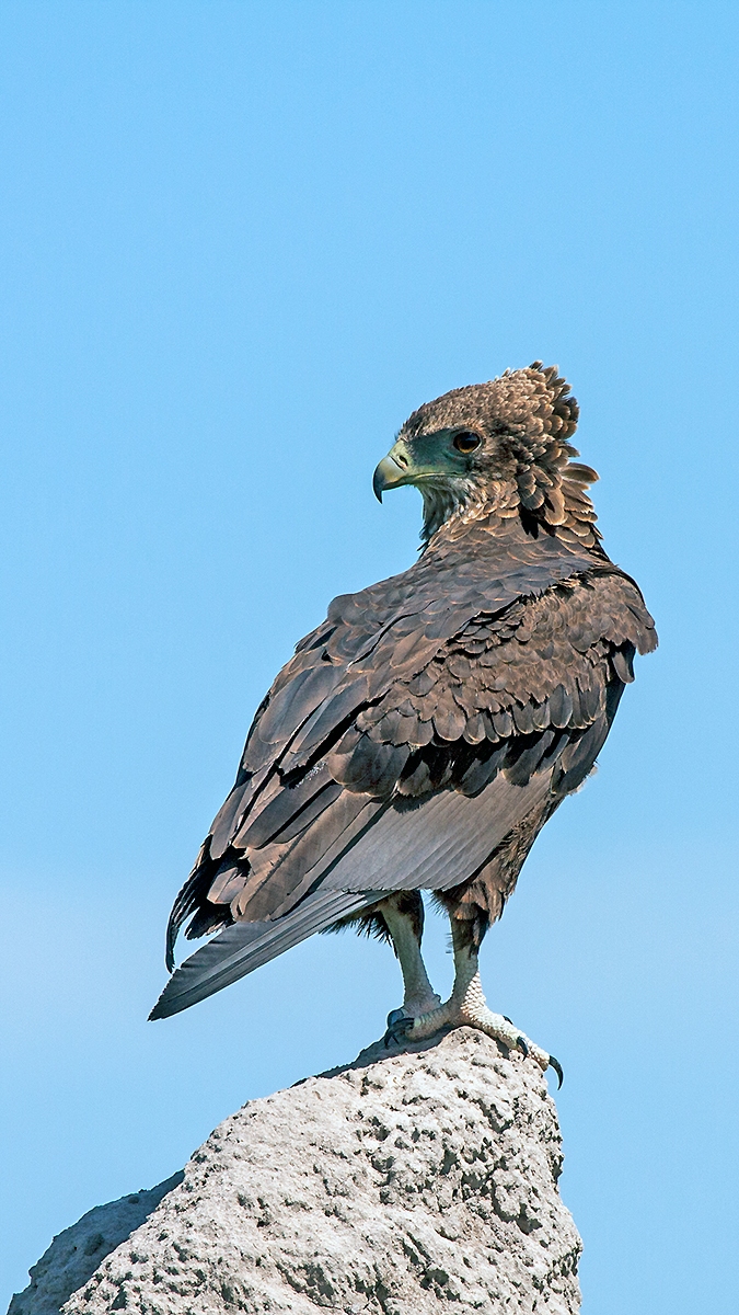 Bateleur [Terathopius ecaudatus]