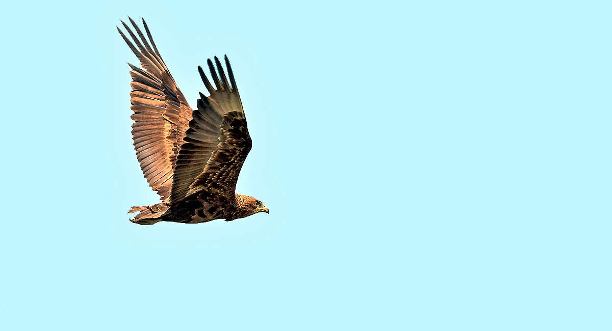 Bateleur [Terathopius ecaudatus]