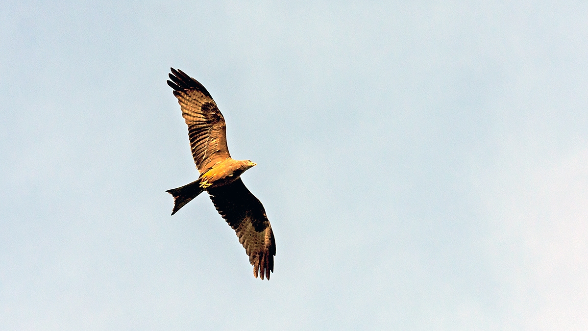 Yellow-billed Kite [Milvus aegyptius parasitus]
