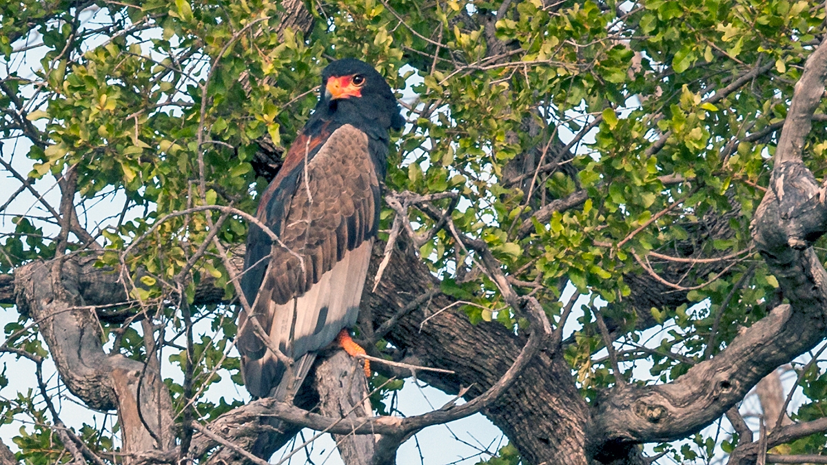Bateleur [Terathopius ecaudatus]