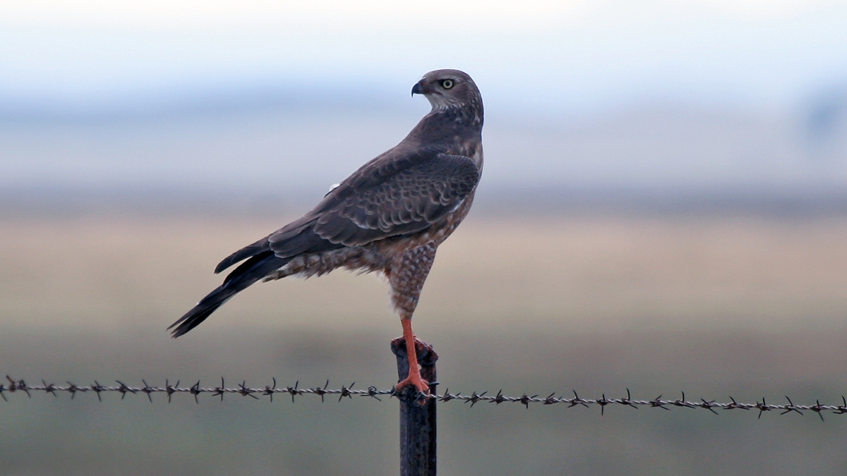 Pale Chanting Goshawk [Melierax canorus canorus]