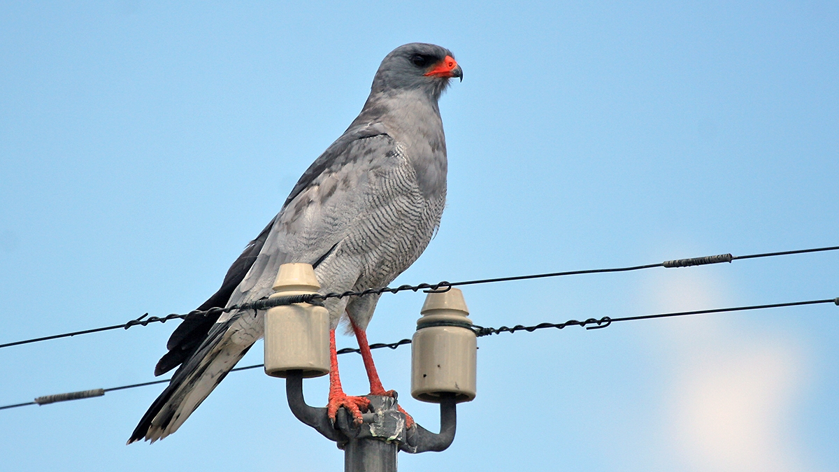 Pale Chanting Goshawk [Melierax canorus canorus]