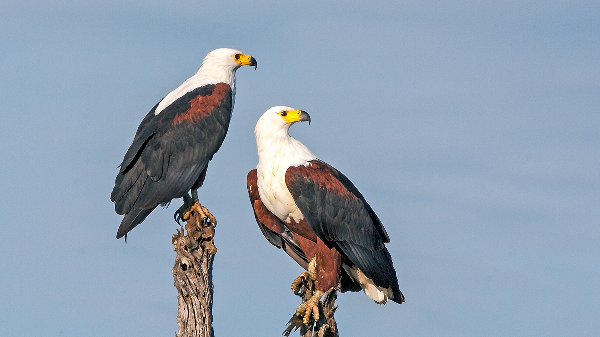 African Fish Eagle [Icthyophaga vocifer]
