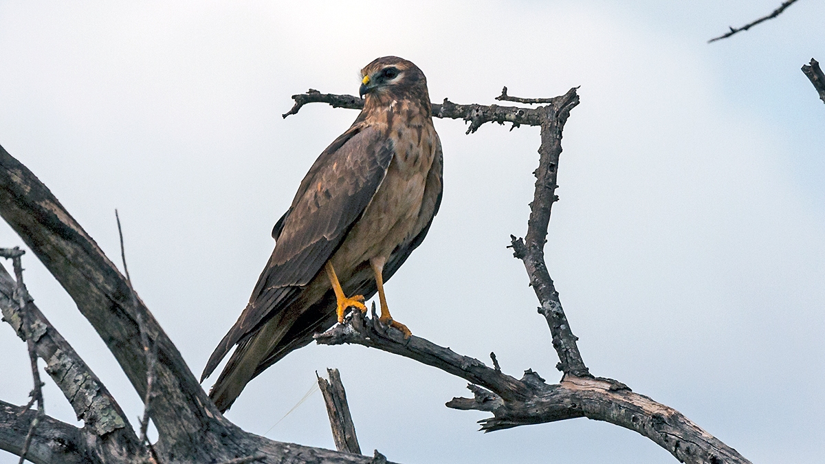 Pallid Harrier [Circus macrourus]