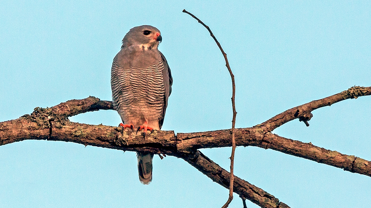 Lizard Buzzard [Kaupifalco monogrammicus meridionalis]