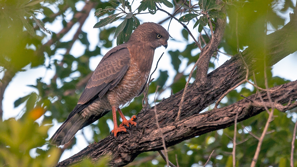 Dark Chanting Goshawk [Melierax metabates mechowi]
