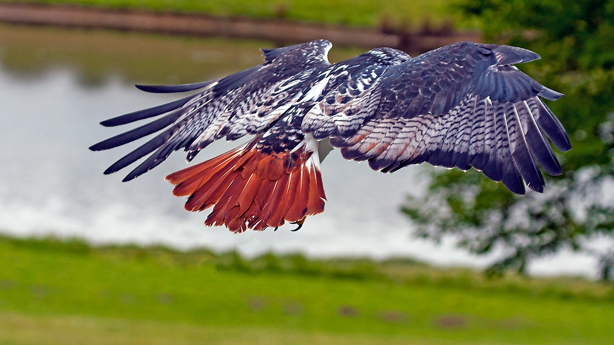 Augur Buzzard [Buteo augur augur]
