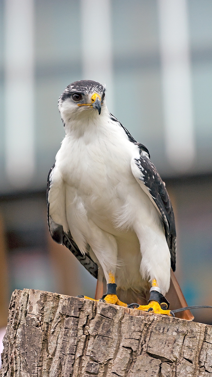 Augur Buzzard [Buteo augur augur]