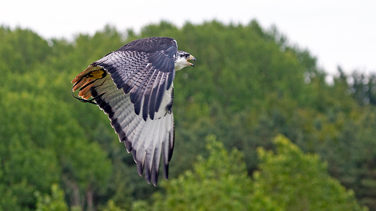 Augur Buzzard [Buteo augur augur]