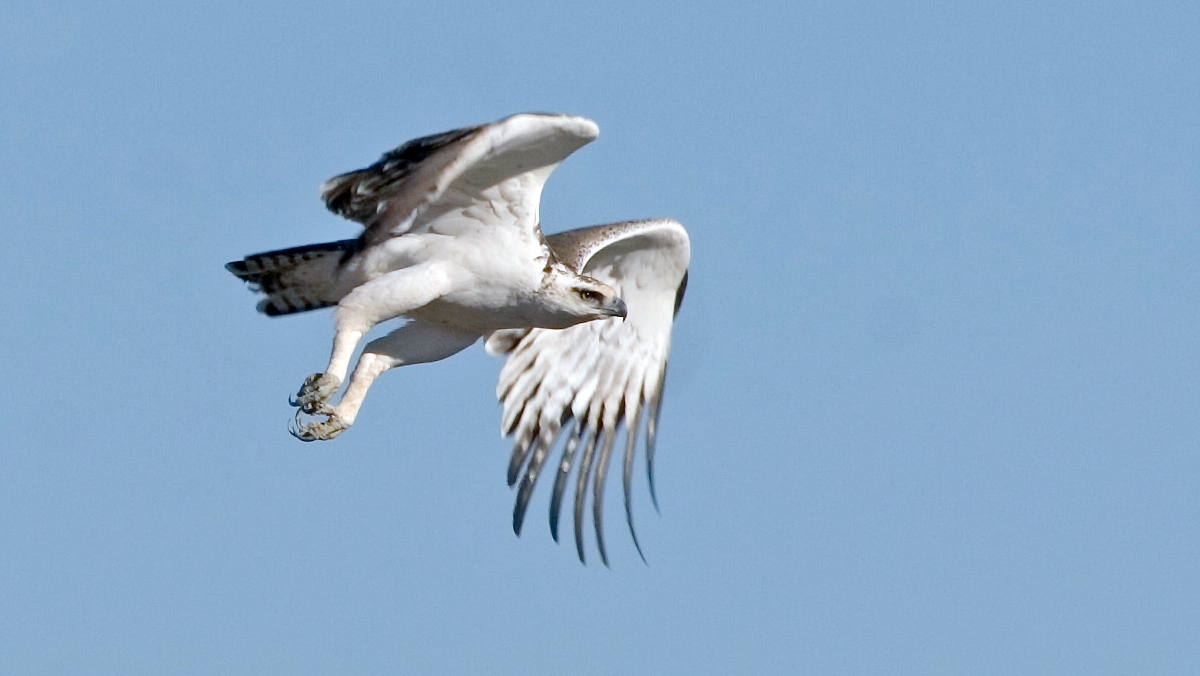 Martial Eagle [Polemaetus bellicosus]
