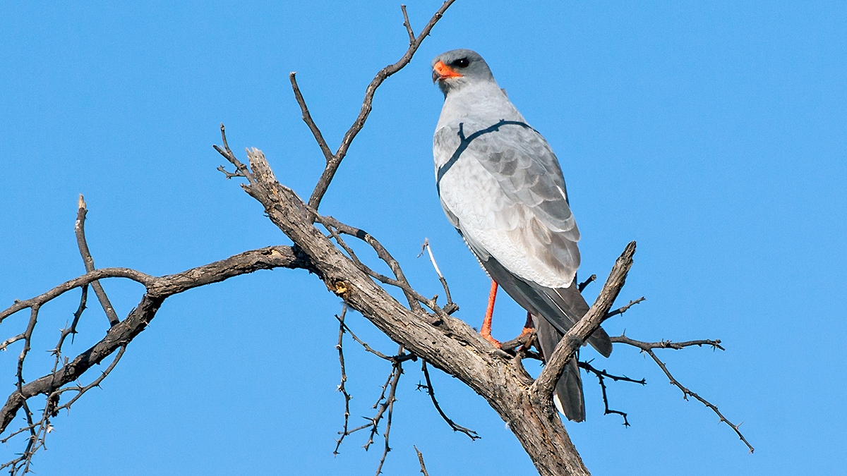Pale Chanting Goshawk [Melierax canorus argentior]