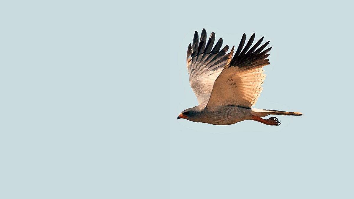 Pale Chanting Goshawk [Melierax canorus argentior]