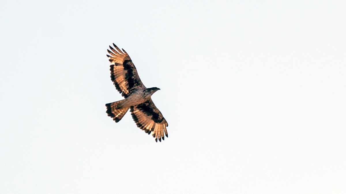 African Hawk-Eagle [Aquila spilogaster]